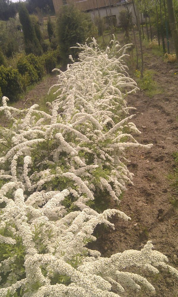 Susanne Amman Garten Zeißlhof Garten- und Landschaftsbau