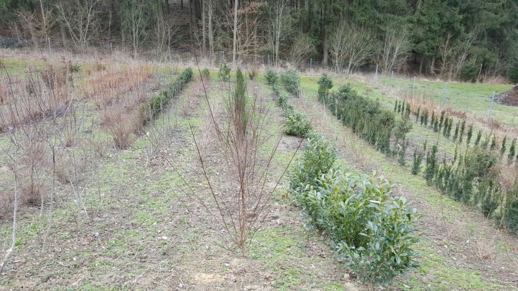 Susanne Amman Garten Baumschule