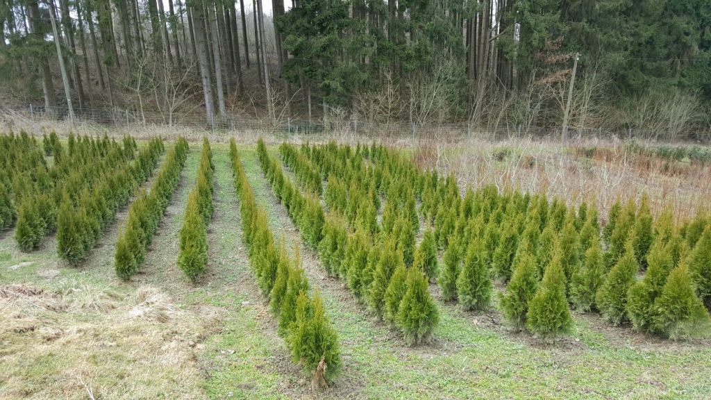 Susanne Amman Garten Baumschule