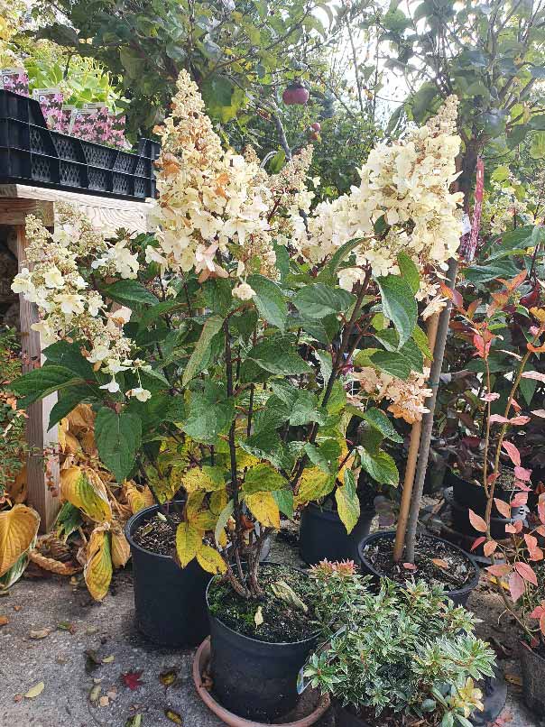 Susanne Amman Garten