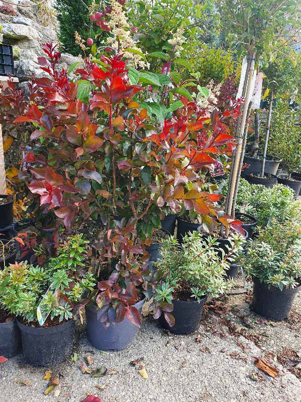 Susanne Amman Garten