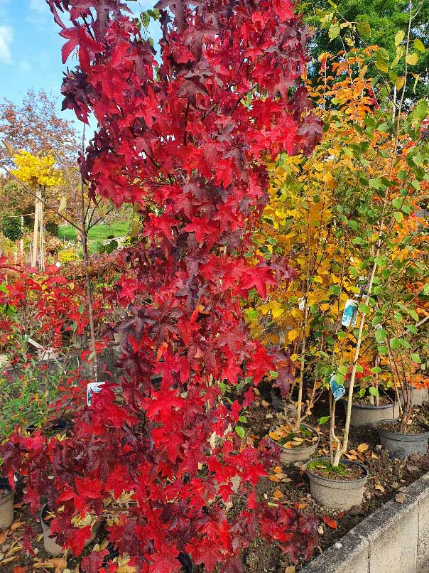 Susanne Amman Garten