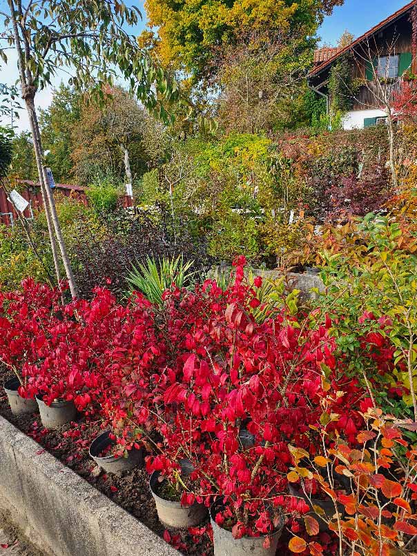 Susanne Amman Garten