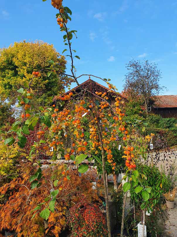 Susanne Amman Garten