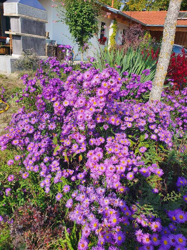 Susanne Amman Garten