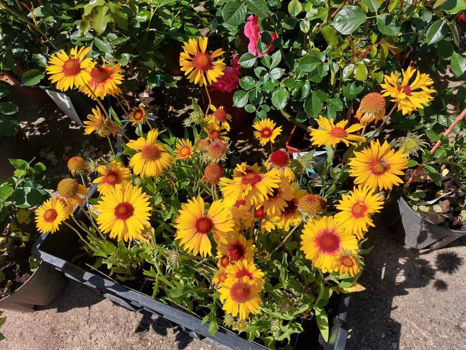 Susanne Amman Garten