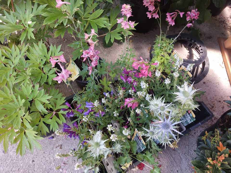 Susanne Amman Garten