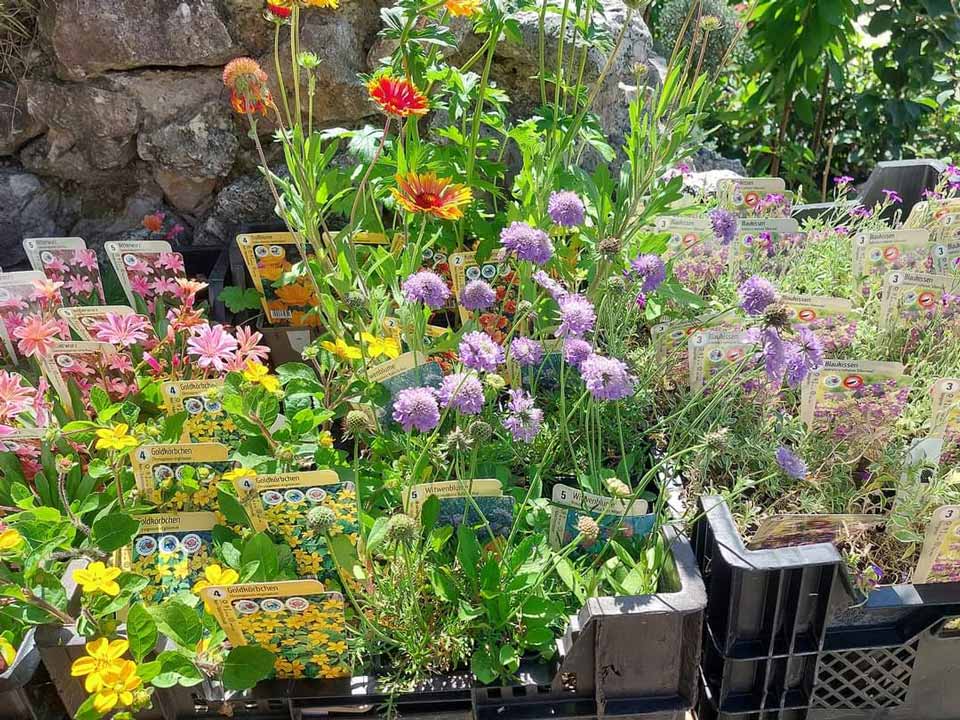 Susanne Amman Garten