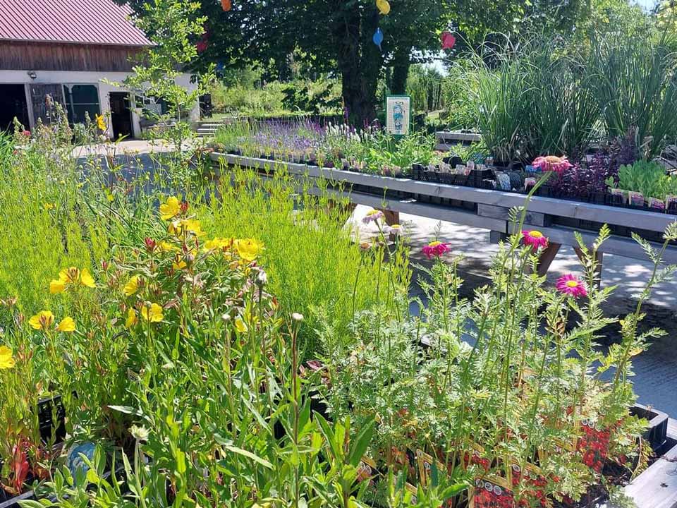 Susanne Amman Garten