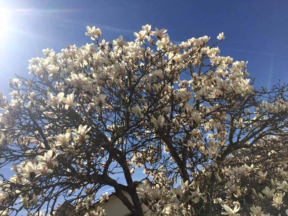 Susanne Amman Garten