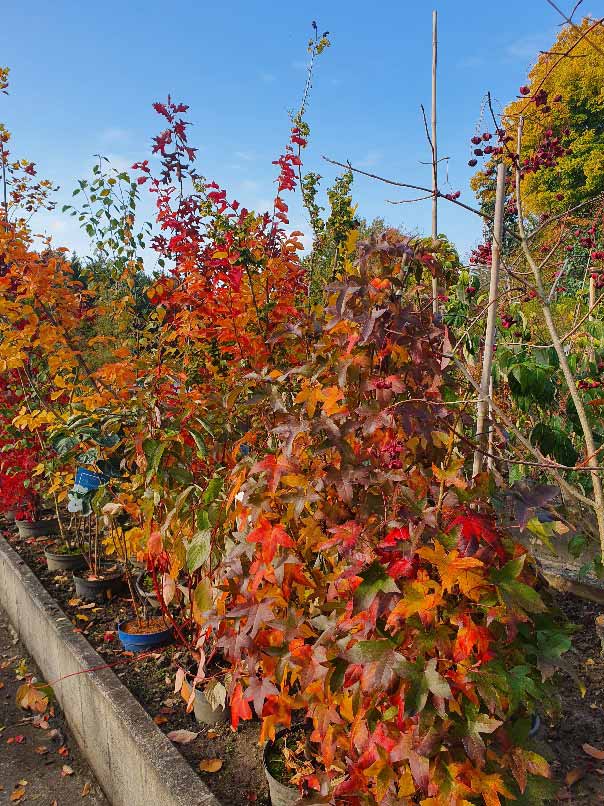 Susanne Amman Garten