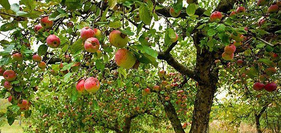 Pommiers chargés de fruits rouges dans un verger luxuriant