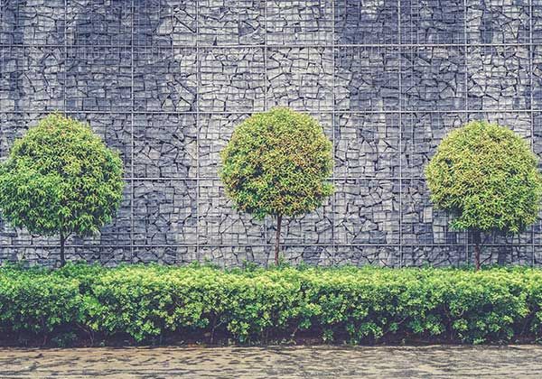 Trois arbres taillés en rond contre un mur de pierre, avec une haie verte en bas.