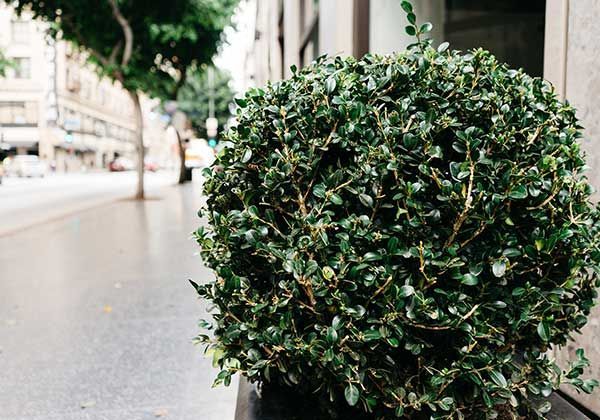 Arbuste rond et vert au bord d'un trottoir, dans une scène de rue floue.