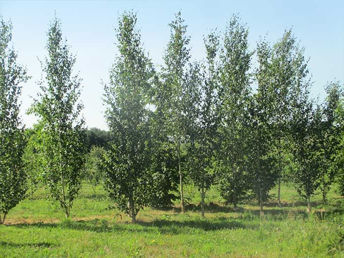Rangée de jeunes arbres verts dans un champ herbeux sous un ciel dégagé