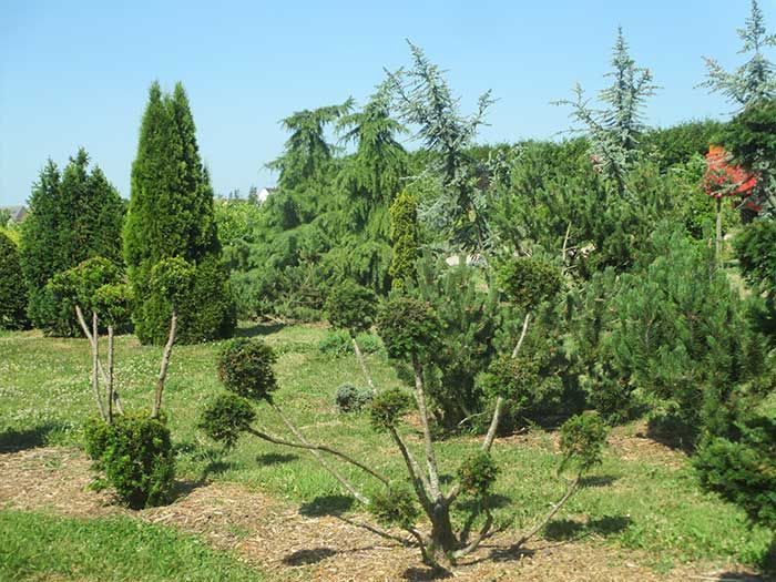 Jardin ensoleillé avec de jeunes arbres et arbustes sur une colline herbeuse