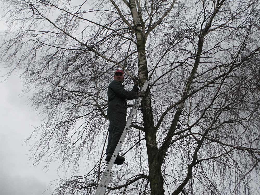 Une personne grimpant à un arbre sans feuilles à l'aide d'une échelle, vêtue de vêtements sombres et d'un chapeau rouge