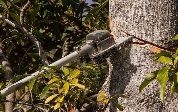 Scie à perche à essence coupant un tronc d'arbre parmi les feuilles vertes