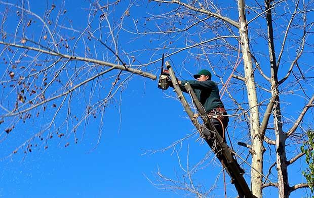 Une personne élague un arbre sans feuilles à la tronçonneuse sur fond de ciel bleu éclatant.