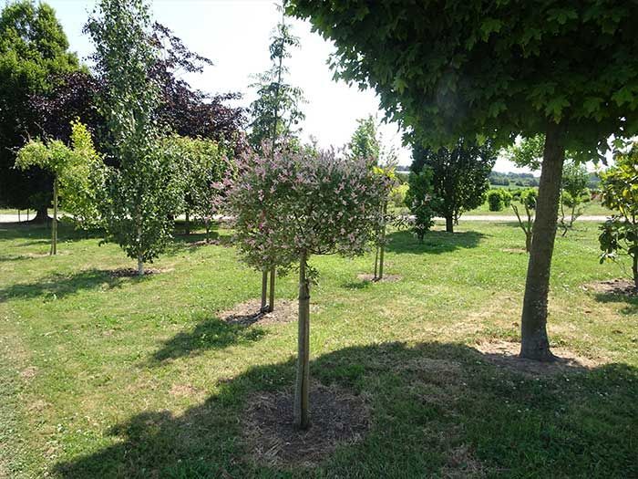 Parc ensoleillé avec de petits arbres et une pelouse tondue, ombragé par de plus grands arbres à proximité