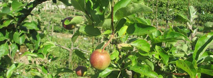 Pommier