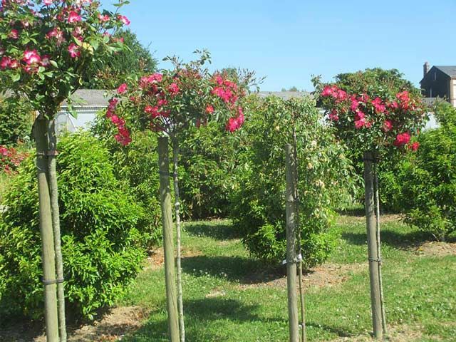 Treillis de rosiers en fleurs dans un jardin ensoleillé, avec des fleurs roses sur des poteaux en bois