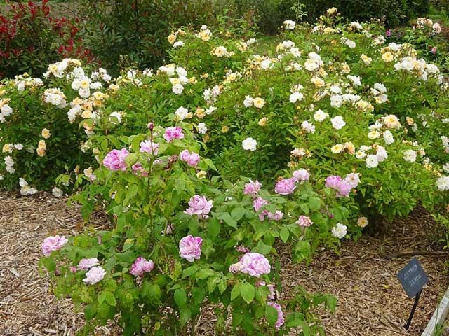 Jardin fleuri avec des roses roses et blanches au milieu d'arbustes verts et de paillis.