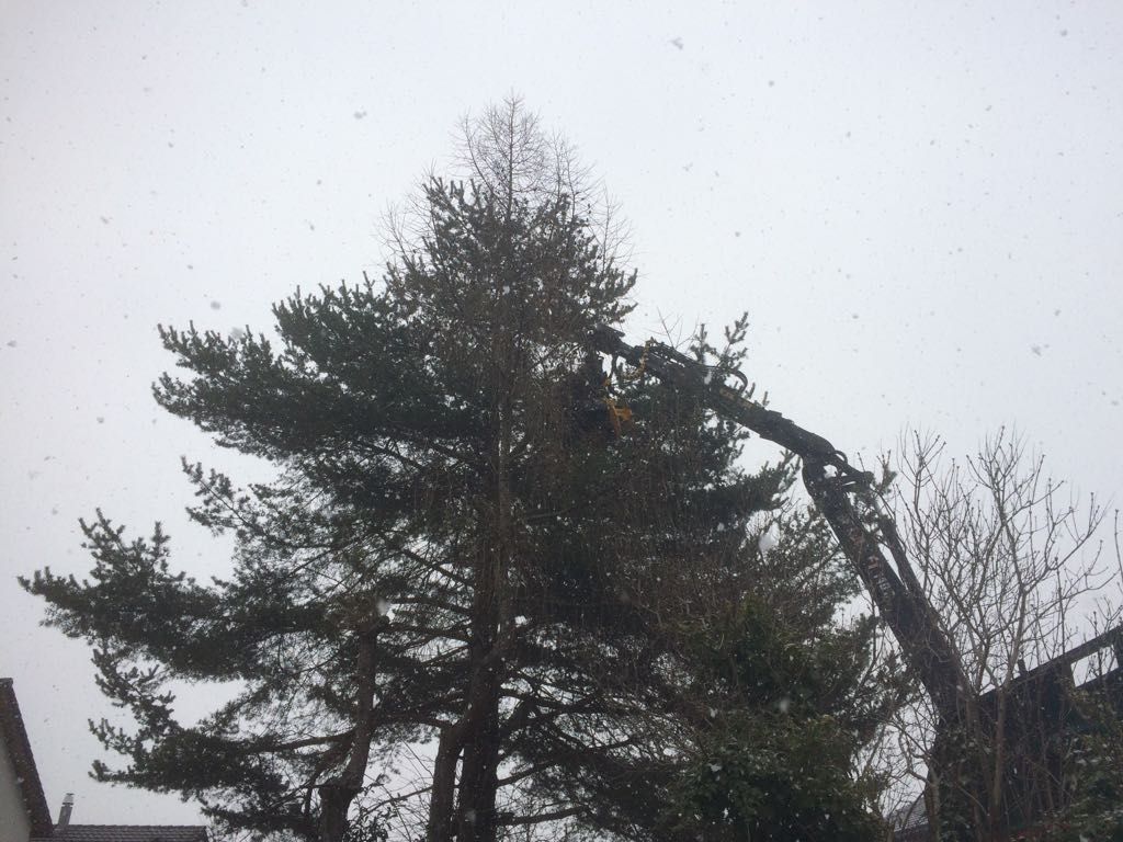 Andi Caviezel Holztransporte