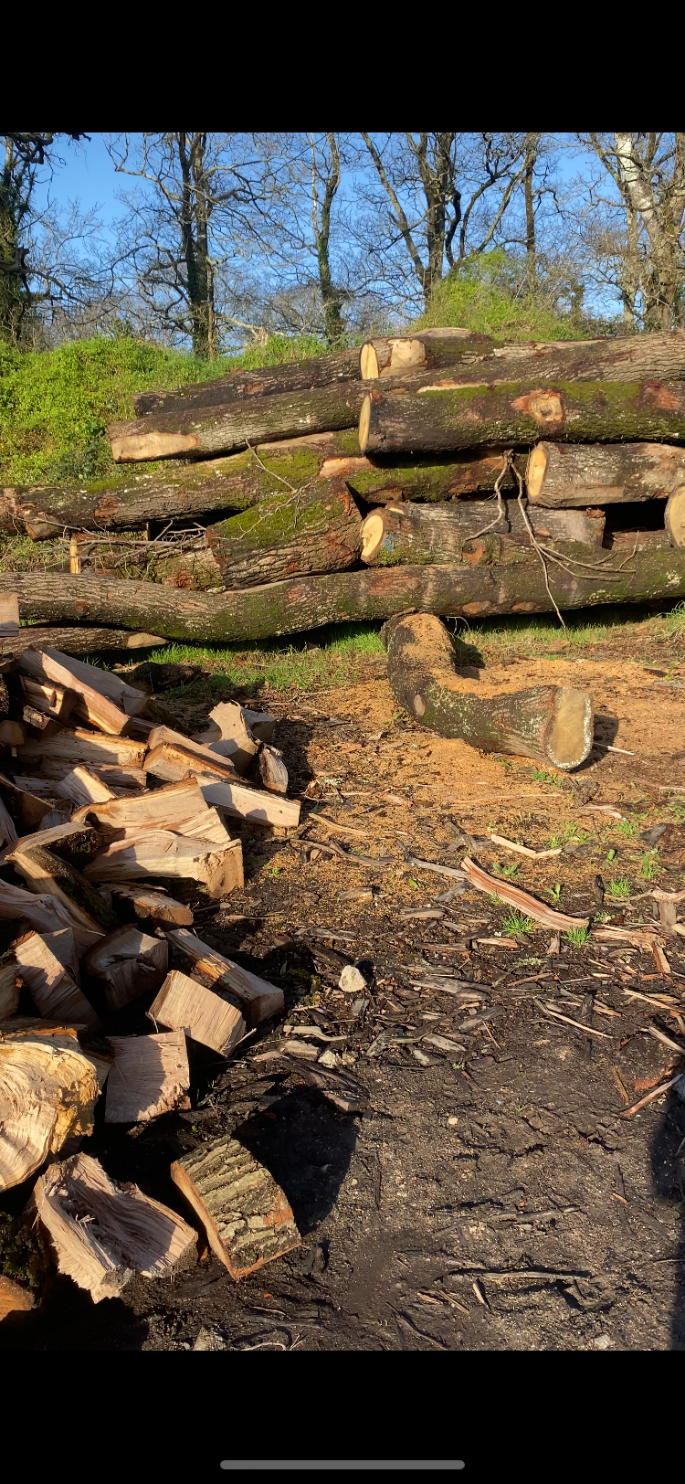 Des quartiers de bûches en vrac.