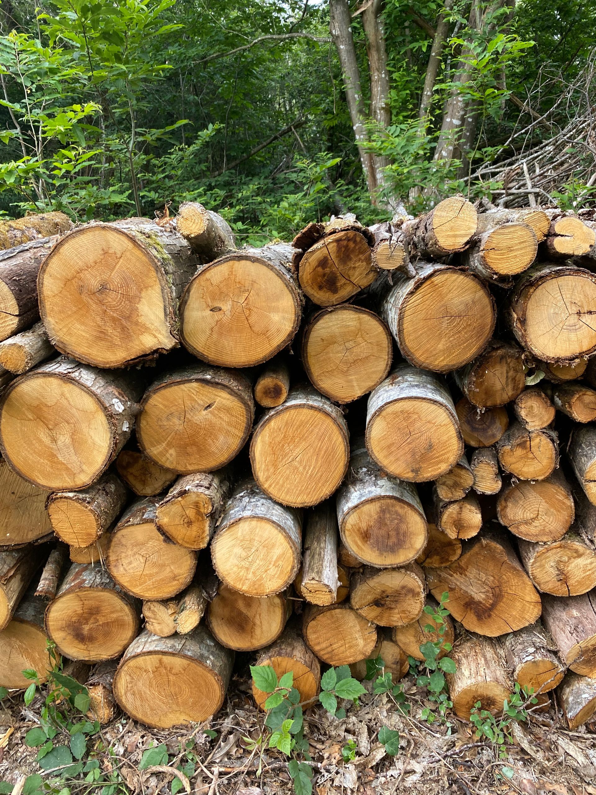 Un tas de bûches devant de la végétation.