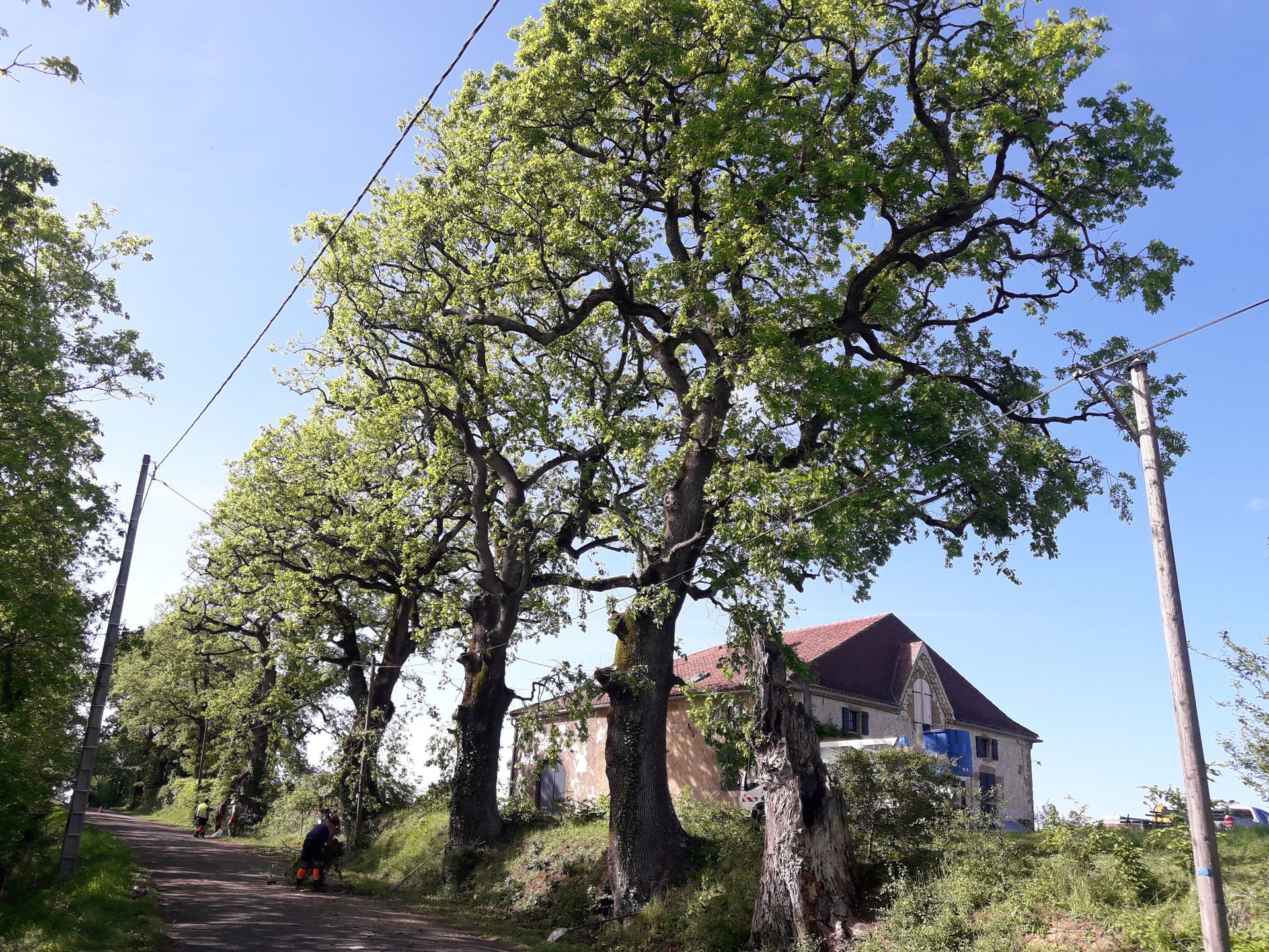 Des arbres le long d'une route