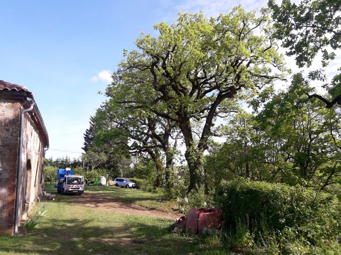 Restructuration de chêne