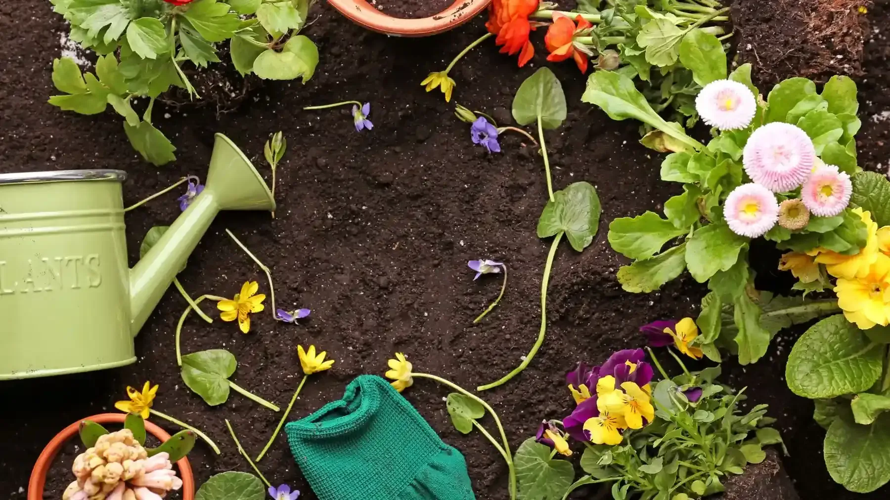 Herramientas de jardinería y flores dispuestas alrededor de un trozo de tierra vacío, con una regadera verde y flores de colores.