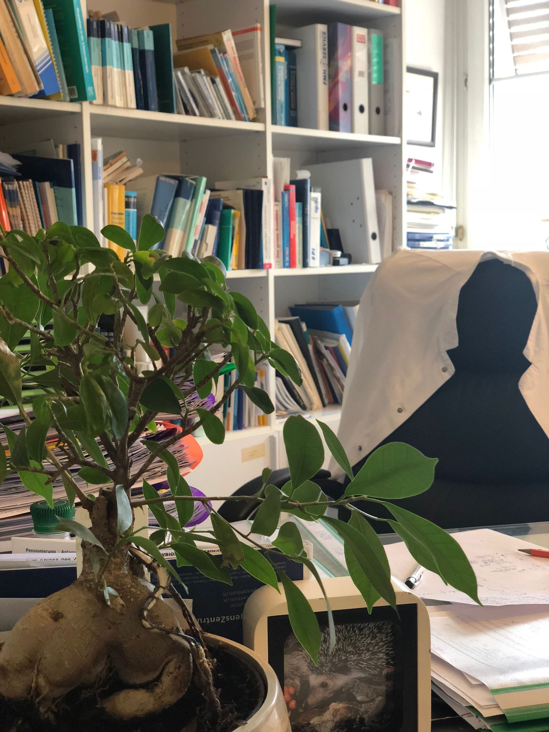 Sprechzimmer mit Bonsai - Praxis Dr. med. Jürg Karlen