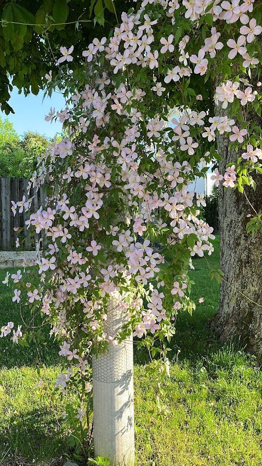 Aussenbereich/Garten - B + B Zum Schlüssel - Ehrendingen