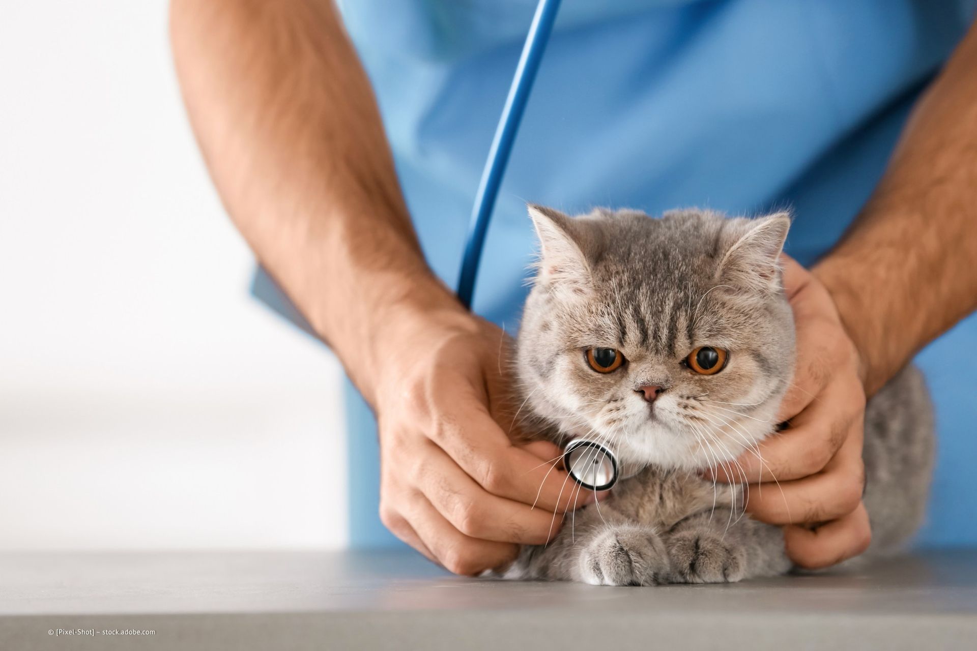 Ein Tierarzt untersucht eine Katze mit einem Stethoskop für Herzprobleme.