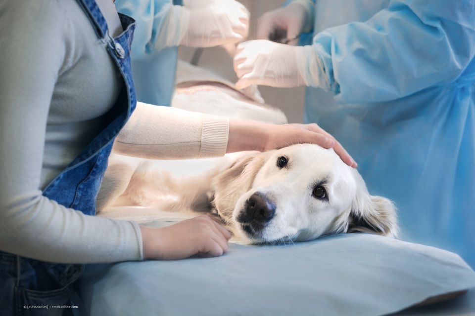 Ein Hund wird in einem Krankenhaus von einem Chirurgen operiert.