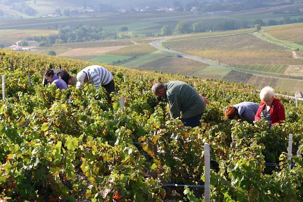 Vendanges de vignes en hauteur
