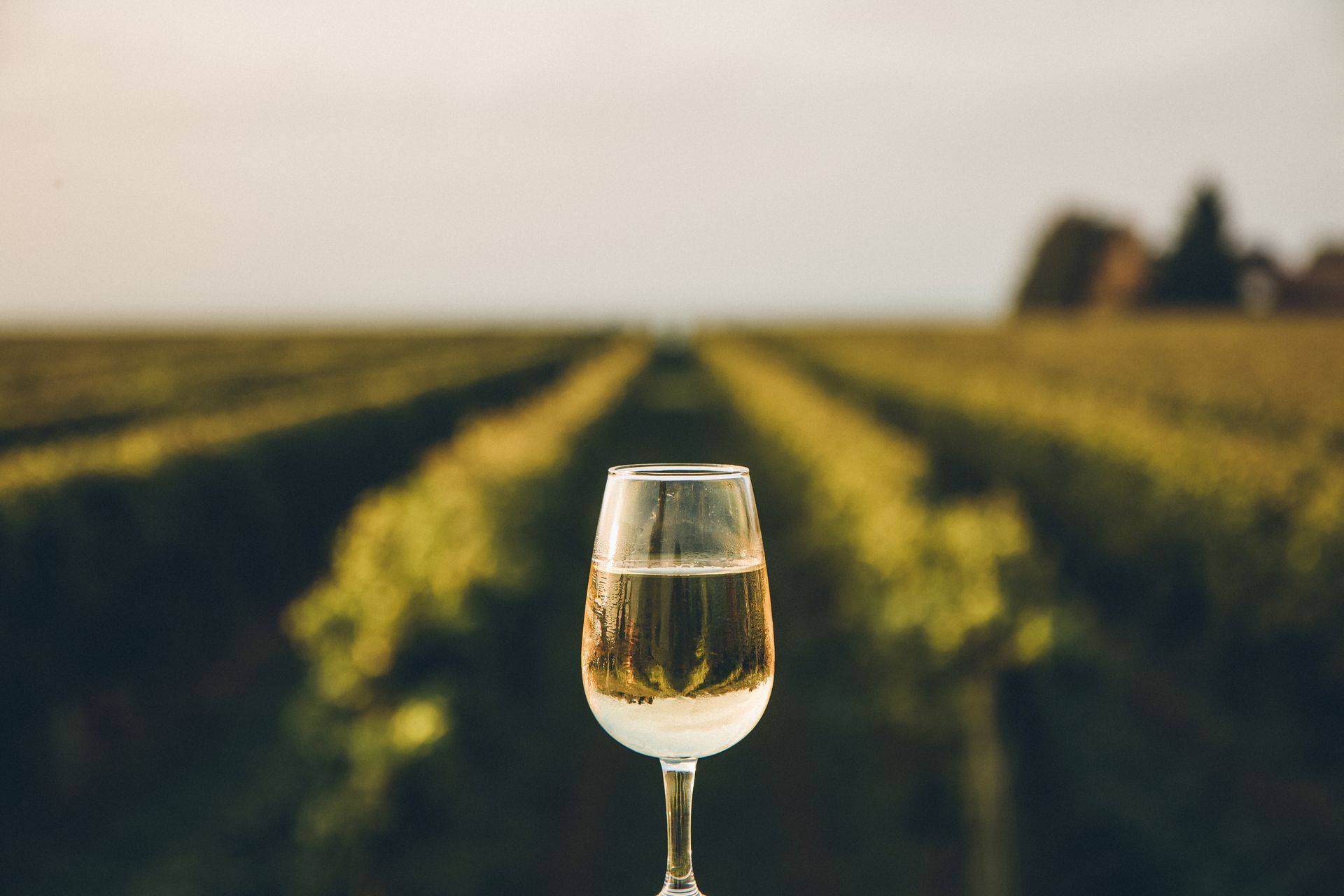 Verre de vin blanc au milieu d'un domaine viticole