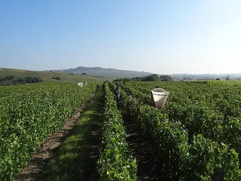 Grand domaine viticole