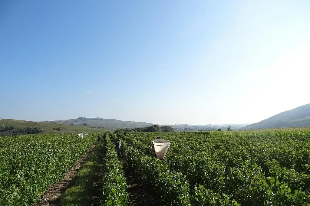 Vue sur le vignoble