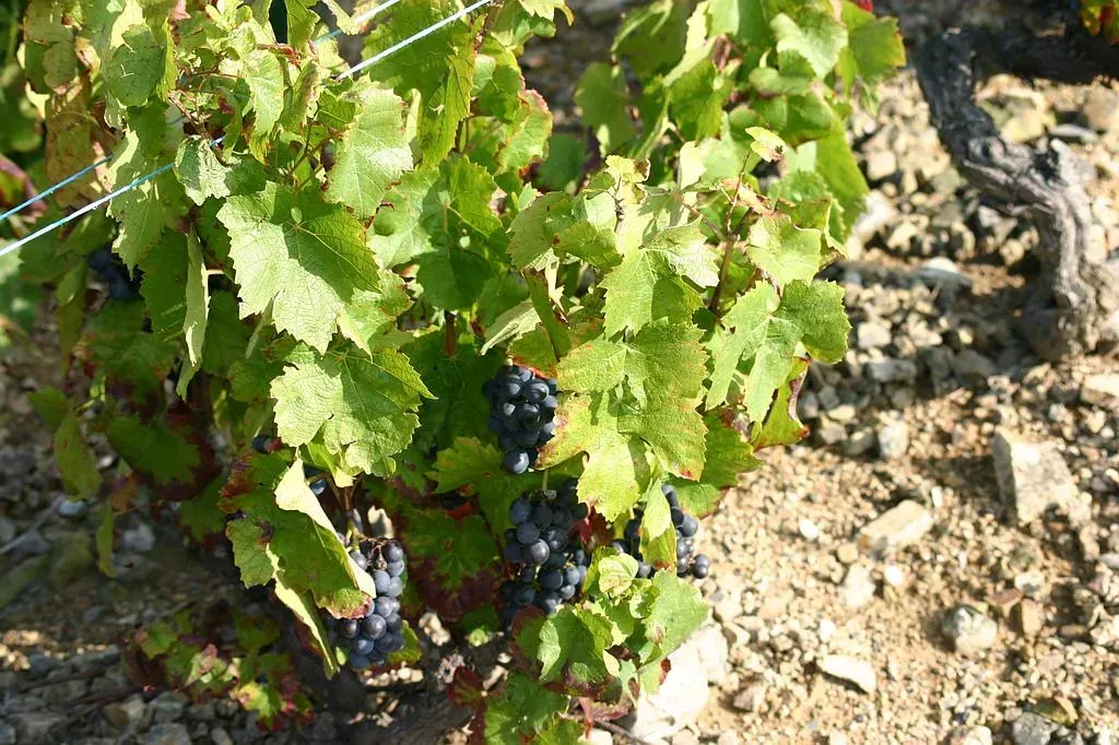 Pied de vigne avant récolte