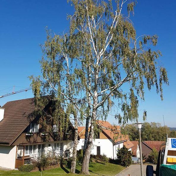 Nutzfahrzeug - Wyland Baumpflege - Winterthur