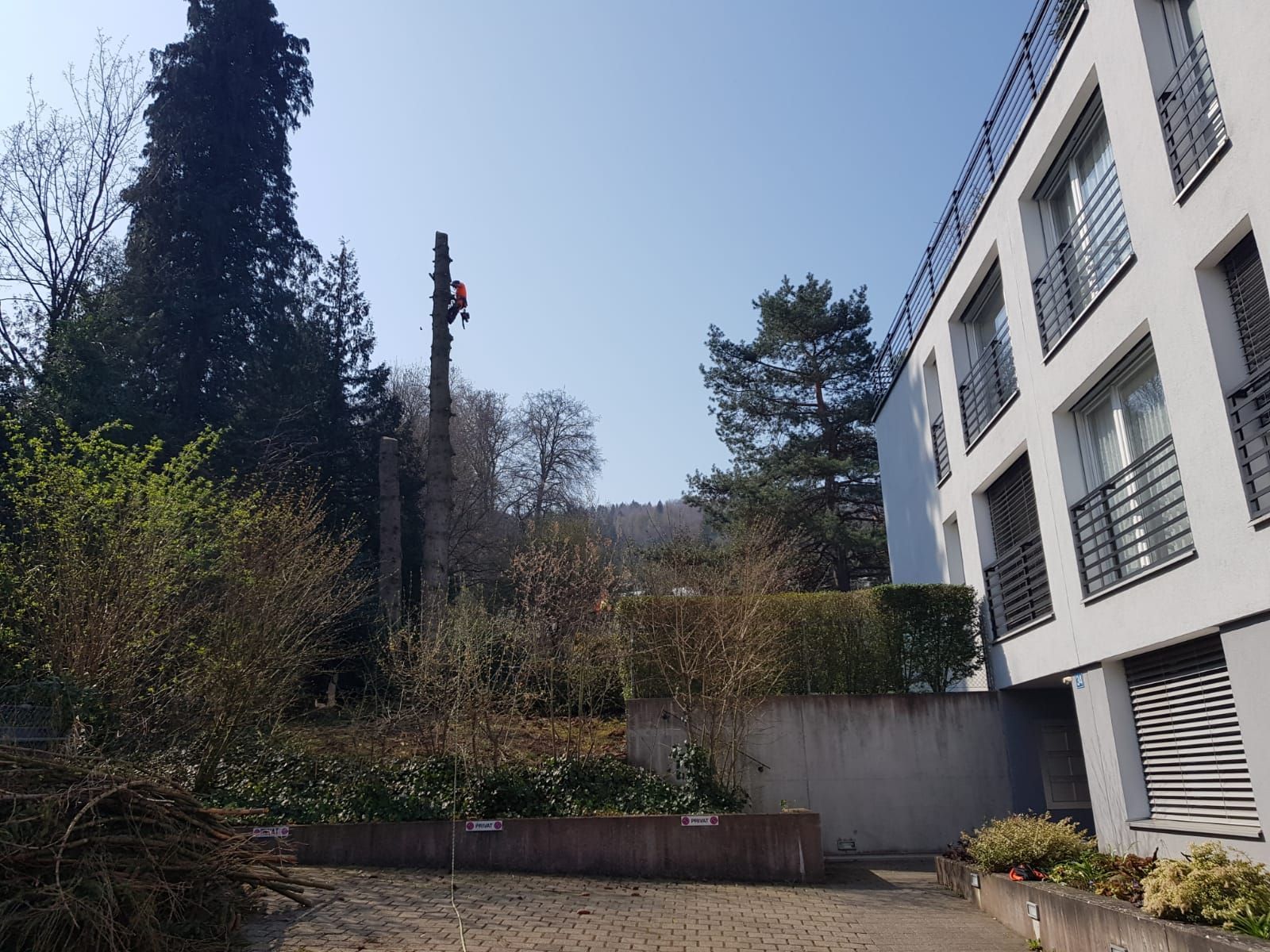 Baumfällung - Wyland Baumpflege - Marthalen