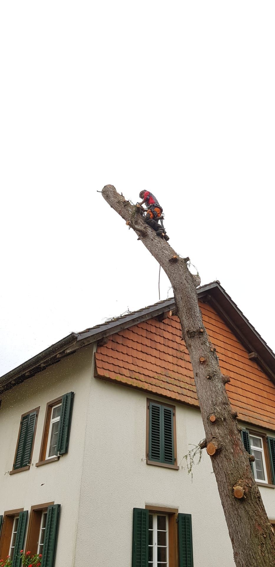 Baumfällung - Wyland Baumpflege - Marthalen