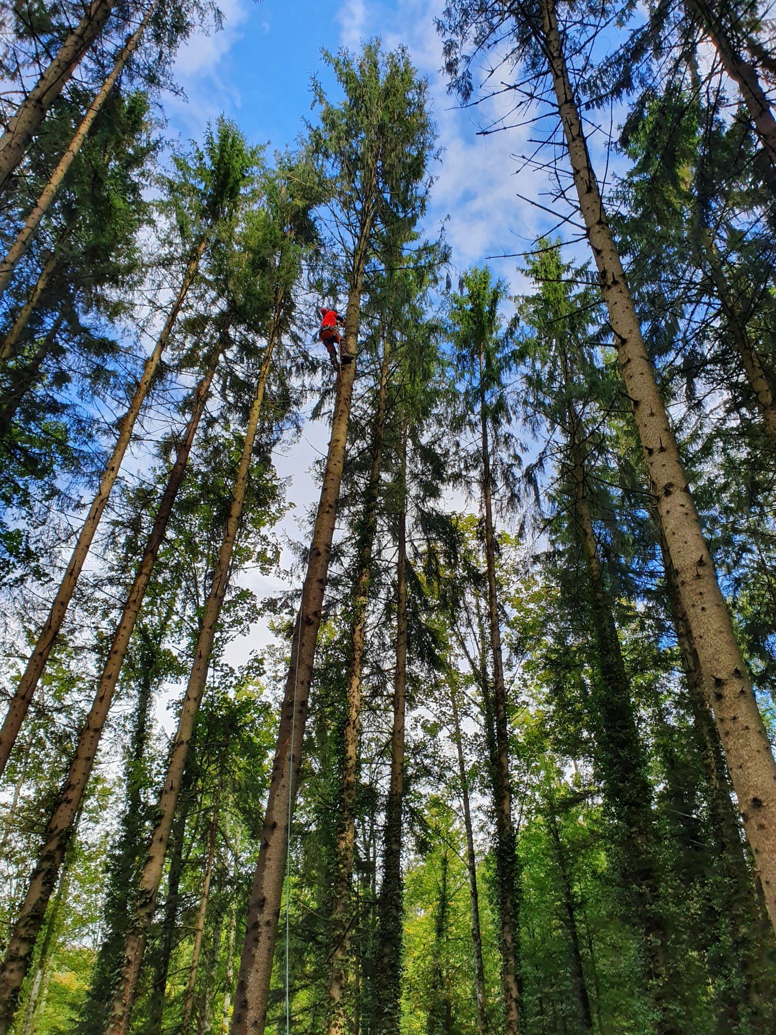 Baumfällung - Wyland Baumpflege - Marthalen