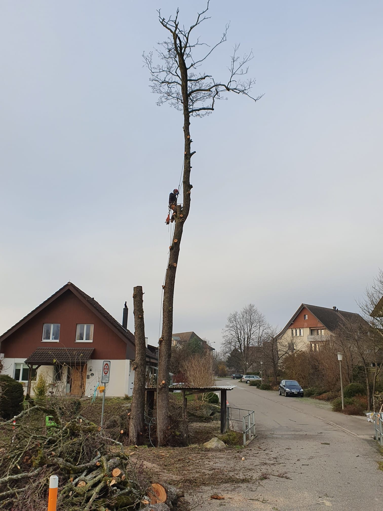 Baumfällung - Wyland Baumpflege - Marthalen