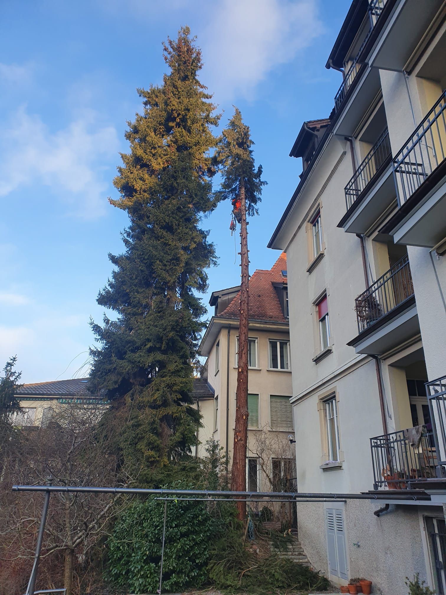 Baumfällung - Wyland Baumpflege - Marthalen