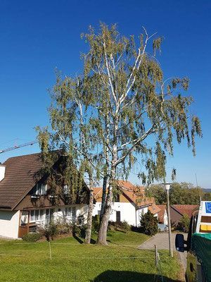Baumpflege und Gartenunterhalt - Wyland Baumpflege - Marthalen