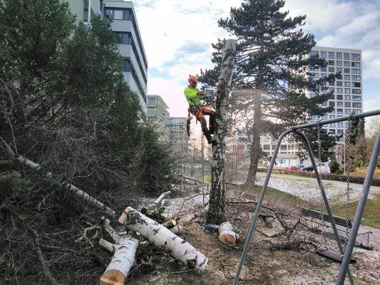 Baumfällung - Wyland Baumpflege - Marthalen